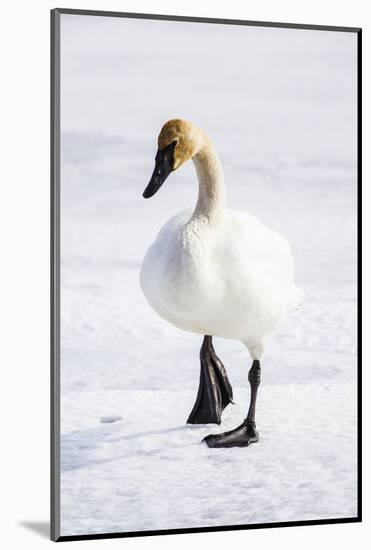 Wyoming, National Elk Refuge, Trumpeter Swan Walking on Snowy Ice-Elizabeth Boehm-Mounted Photographic Print