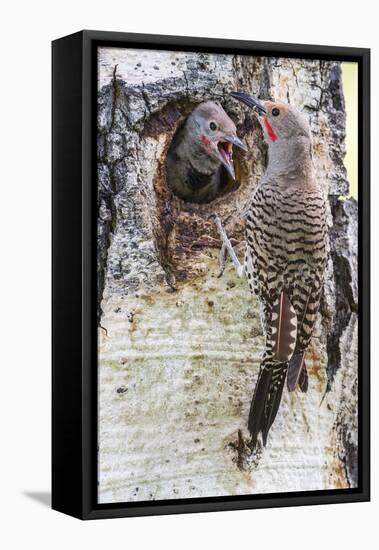 Wyoming, Northern Flicker Feeding Chick at Cavity Nest in Aspen Tree-Elizabeth Boehm-Framed Premier Image Canvas