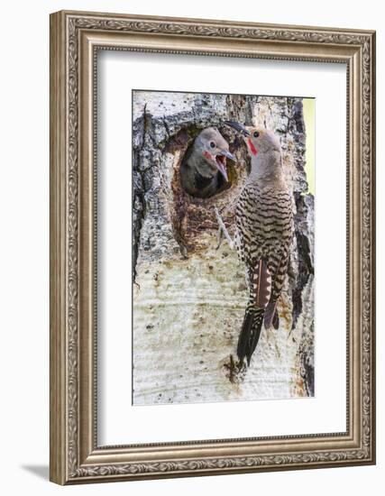 Wyoming, Northern Flicker Feeding Chick at Cavity Nest in Aspen Tree-Elizabeth Boehm-Framed Photographic Print