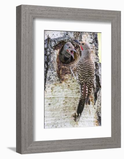 Wyoming, Northern Flicker Feeding Chick at Cavity Nest in Aspen Tree-Elizabeth Boehm-Framed Photographic Print