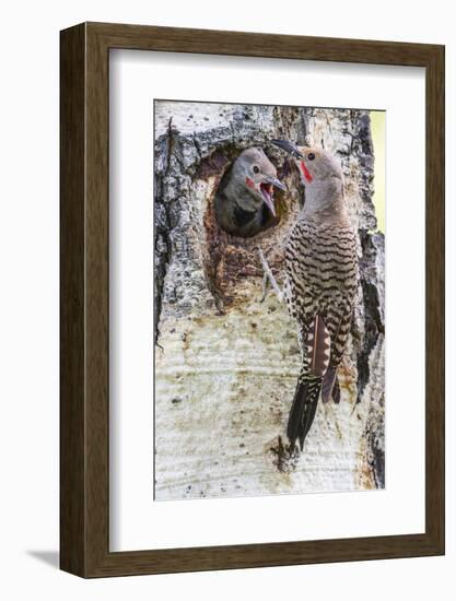 Wyoming, Northern Flicker Feeding Chick at Cavity Nest in Aspen Tree-Elizabeth Boehm-Framed Photographic Print