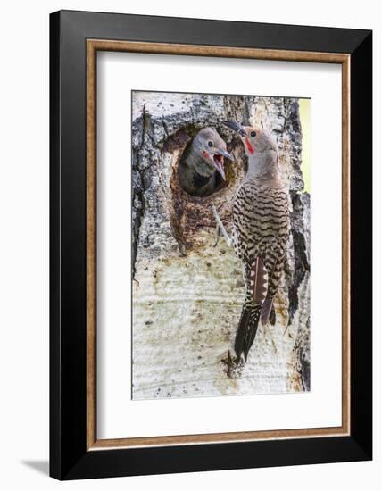 Wyoming, Northern Flicker Feeding Chick at Cavity Nest in Aspen Tree-Elizabeth Boehm-Framed Photographic Print