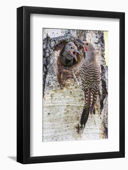 Wyoming, Northern Flicker Feeding Chick at Cavity Nest in Aspen Tree-Elizabeth Boehm-Framed Photographic Print