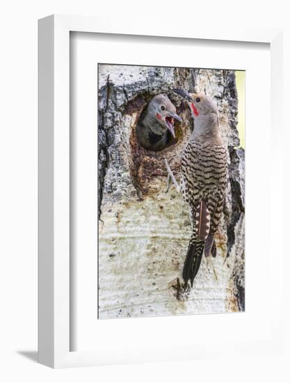 Wyoming, Northern Flicker Feeding Chick at Cavity Nest in Aspen Tree-Elizabeth Boehm-Framed Photographic Print