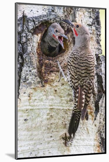 Wyoming, Northern Flicker Feeding Chick at Cavity Nest in Aspen Tree-Elizabeth Boehm-Mounted Photographic Print