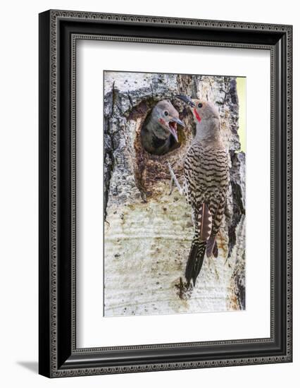 Wyoming, Northern Flicker Feeding Chick at Cavity Nest in Aspen Tree-Elizabeth Boehm-Framed Photographic Print