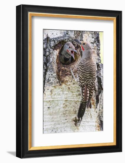 Wyoming, Northern Flicker Feeding Chick at Cavity Nest in Aspen Tree-Elizabeth Boehm-Framed Photographic Print