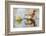 Wyoming, Sublette, Cinnamon Teal Pair Standing in Pond with Reflection-Elizabeth Boehm-Framed Photographic Print