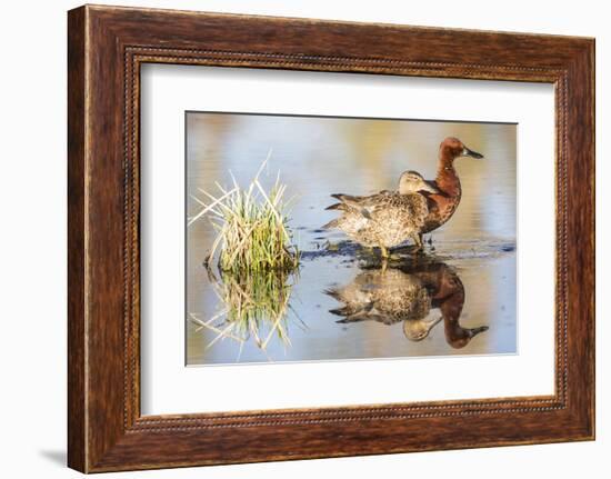 Wyoming, Sublette, Cinnamon Teal Pair Standing in Pond with Reflection-Elizabeth Boehm-Framed Photographic Print