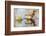 Wyoming, Sublette, Cinnamon Teal Pair Standing in Pond with Reflection-Elizabeth Boehm-Framed Photographic Print