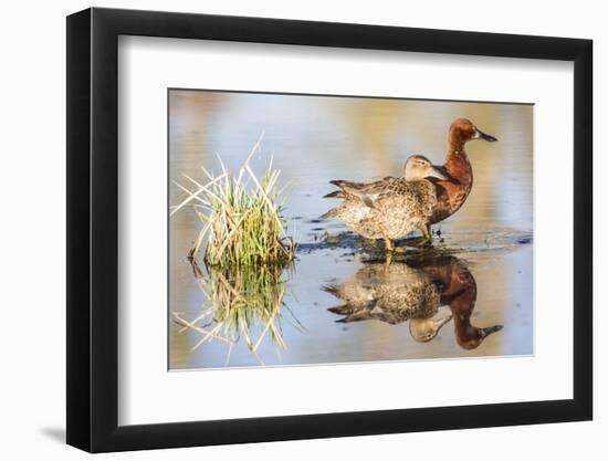 Wyoming, Sublette, Cinnamon Teal Pair Standing in Pond with Reflection-Elizabeth Boehm-Framed Photographic Print
