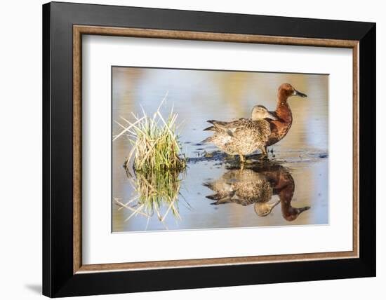 Wyoming, Sublette, Cinnamon Teal Pair Standing in Pond with Reflection-Elizabeth Boehm-Framed Photographic Print