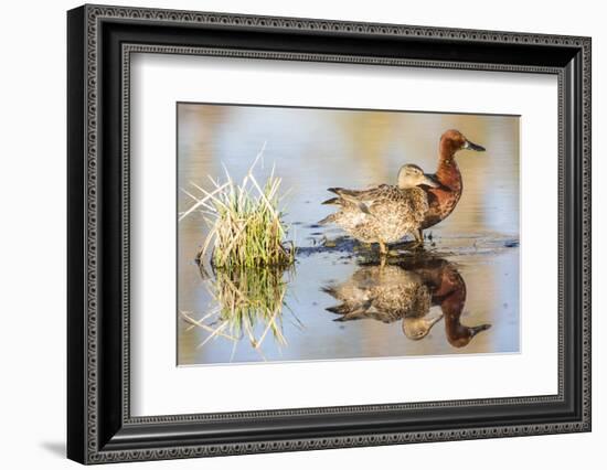 Wyoming, Sublette, Cinnamon Teal Pair Standing in Pond with Reflection-Elizabeth Boehm-Framed Photographic Print