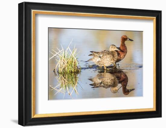 Wyoming, Sublette, Cinnamon Teal Pair Standing in Pond with Reflection-Elizabeth Boehm-Framed Photographic Print