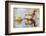 Wyoming, Sublette, Cinnamon Teal Pair Standing in Pond with Reflection-Elizabeth Boehm-Framed Photographic Print