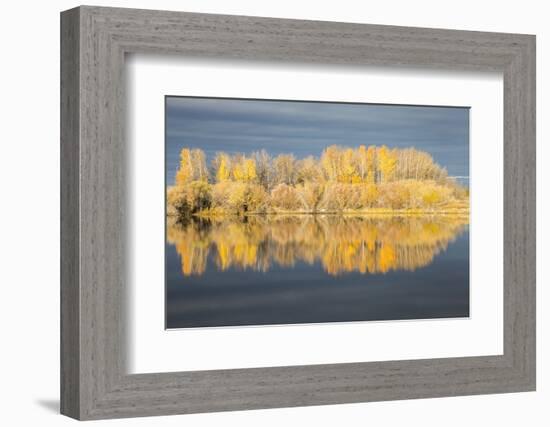 Wyoming, Sublette Co, Autumn Aspens in Sunlight with Stormy Clouds-Elizabeth Boehm-Framed Photographic Print