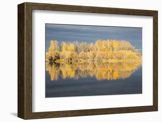 Wyoming, Sublette Co, Autumn Aspens in Sunlight with Stormy Clouds-Elizabeth Boehm-Framed Photographic Print
