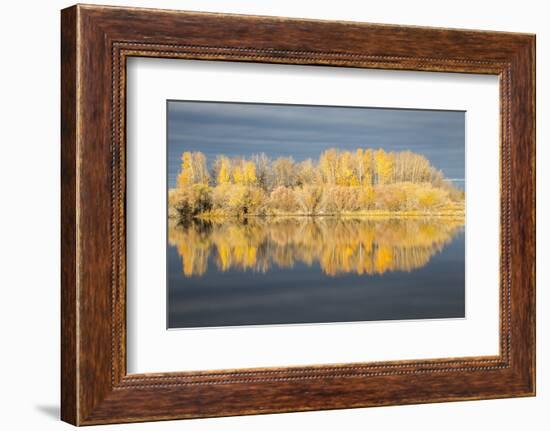 Wyoming, Sublette Co, Autumn Aspens in Sunlight with Stormy Clouds-Elizabeth Boehm-Framed Photographic Print