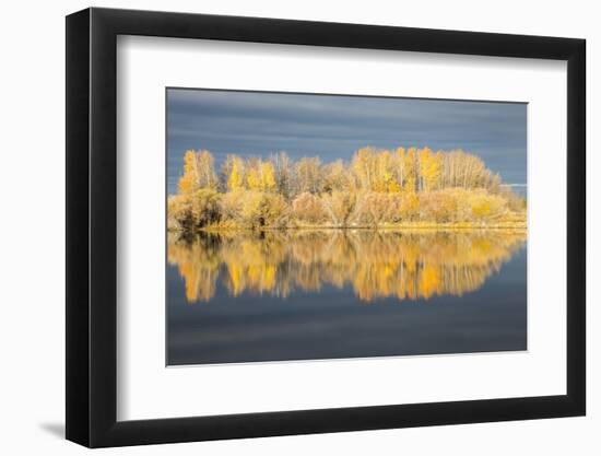 Wyoming, Sublette Co, Autumn Aspens in Sunlight with Stormy Clouds-Elizabeth Boehm-Framed Photographic Print