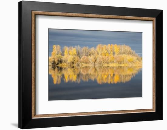 Wyoming, Sublette Co, Autumn Aspens in Sunlight with Stormy Clouds-Elizabeth Boehm-Framed Photographic Print