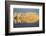 Wyoming, Sublette Co, Autumn Aspens in Sunlight with Stormy Clouds-Elizabeth Boehm-Framed Photographic Print