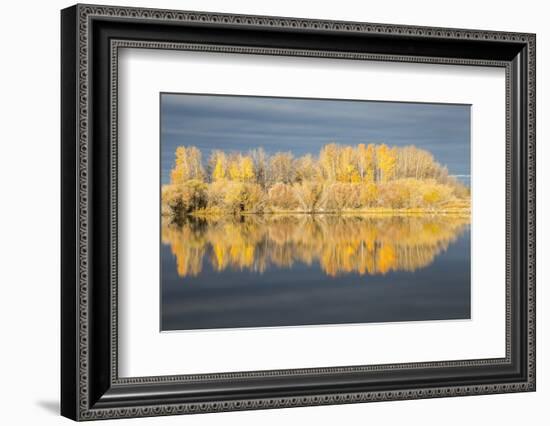 Wyoming, Sublette Co, Autumn Aspens in Sunlight with Stormy Clouds-Elizabeth Boehm-Framed Photographic Print