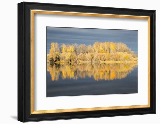 Wyoming, Sublette Co, Autumn Aspens in Sunlight with Stormy Clouds-Elizabeth Boehm-Framed Photographic Print