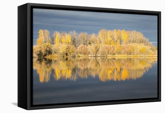 Wyoming, Sublette Co, Autumn Aspens in Sunlight with Stormy Clouds-Elizabeth Boehm-Framed Premier Image Canvas
