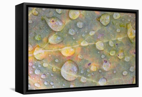 Wyoming, Sublette Co, Colorful Aspen Leaf with Frozen Raindrops-Elizabeth Boehm-Framed Premier Image Canvas