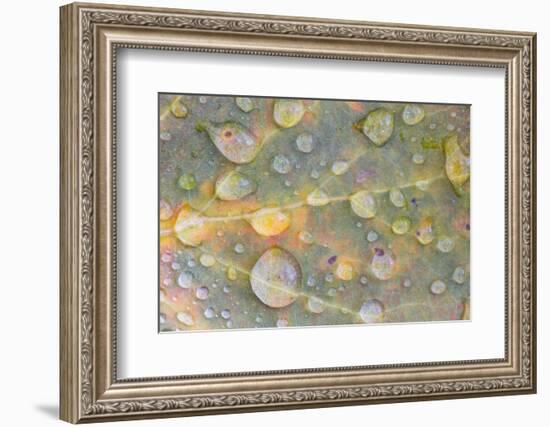 Wyoming, Sublette Co, Colorful Aspen Leaf with Frozen Raindrops-Elizabeth Boehm-Framed Photographic Print