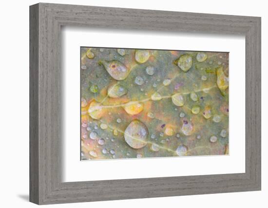 Wyoming, Sublette Co, Colorful Aspen Leaf with Frozen Raindrops-Elizabeth Boehm-Framed Photographic Print