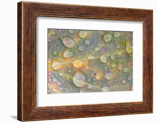 Wyoming, Sublette Co, Colorful Aspen Leaf with Frozen Raindrops-Elizabeth Boehm-Framed Photographic Print