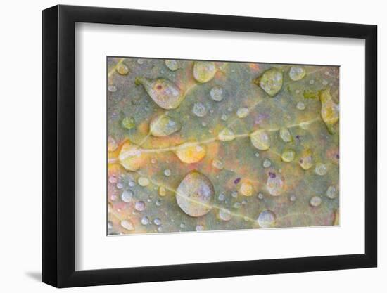 Wyoming, Sublette Co, Colorful Aspen Leaf with Frozen Raindrops-Elizabeth Boehm-Framed Photographic Print