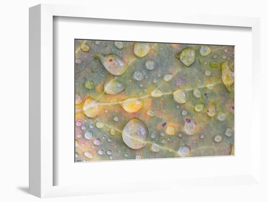 Wyoming, Sublette Co, Colorful Aspen Leaf with Frozen Raindrops-Elizabeth Boehm-Framed Photographic Print