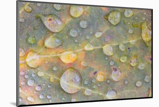 Wyoming, Sublette Co, Colorful Aspen Leaf with Frozen Raindrops-Elizabeth Boehm-Mounted Photographic Print