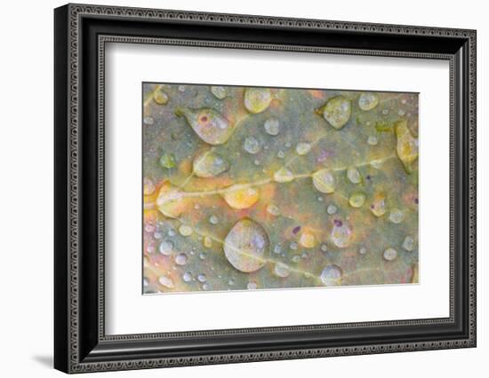 Wyoming, Sublette Co, Colorful Aspen Leaf with Frozen Raindrops-Elizabeth Boehm-Framed Photographic Print