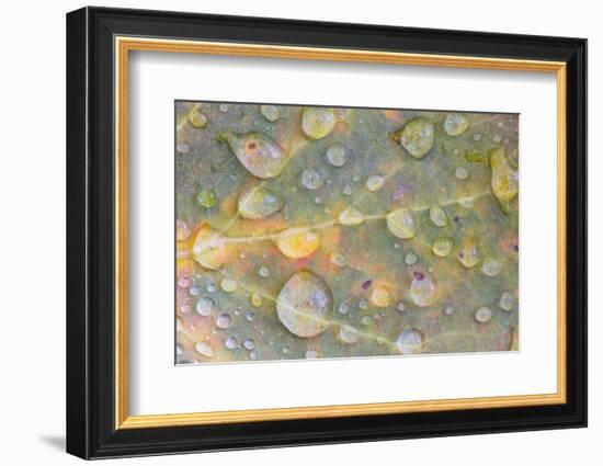 Wyoming, Sublette Co, Colorful Aspen Leaf with Frozen Raindrops-Elizabeth Boehm-Framed Photographic Print