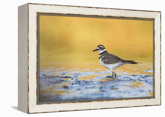 Wyoming, Sublette Co, Killdeer in Mudflat with Gold Reflected Water-Elizabeth Boehm-Framed Premier Image Canvas