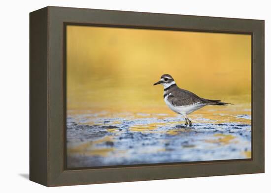 Wyoming, Sublette Co, Killdeer in Mudflat with Gold Reflected Water-Elizabeth Boehm-Framed Premier Image Canvas