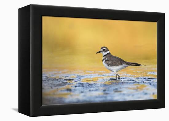 Wyoming, Sublette Co, Killdeer in Mudflat with Gold Reflected Water-Elizabeth Boehm-Framed Premier Image Canvas