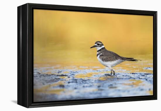 Wyoming, Sublette Co, Killdeer in Mudflat with Gold Reflected Water-Elizabeth Boehm-Framed Premier Image Canvas