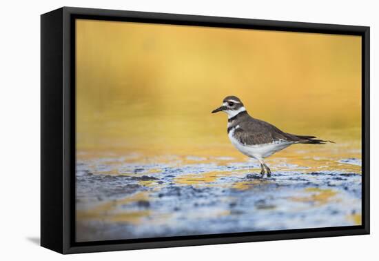 Wyoming, Sublette Co, Killdeer in Mudflat with Gold Reflected Water-Elizabeth Boehm-Framed Premier Image Canvas