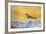 Wyoming, Sublette Co, Killdeer in Mudflat with Gold Reflected Water-Elizabeth Boehm-Framed Photographic Print