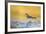 Wyoming, Sublette Co, Killdeer in Mudflat with Gold Reflected Water-Elizabeth Boehm-Framed Photographic Print