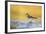 Wyoming, Sublette Co, Killdeer in Mudflat with Gold Reflected Water-Elizabeth Boehm-Framed Photographic Print