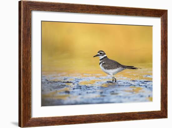 Wyoming, Sublette Co, Killdeer in Mudflat with Gold Reflected Water-Elizabeth Boehm-Framed Photographic Print