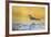 Wyoming, Sublette Co, Killdeer in Mudflat with Gold Reflected Water-Elizabeth Boehm-Framed Photographic Print