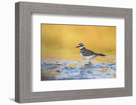 Wyoming, Sublette Co, Killdeer in Mudflat with Gold Reflected Water-Elizabeth Boehm-Framed Photographic Print