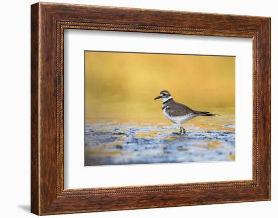 Wyoming, Sublette Co, Killdeer in Mudflat with Gold Reflected Water-Elizabeth Boehm-Framed Photographic Print
