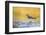 Wyoming, Sublette Co, Killdeer in Mudflat with Gold Reflected Water-Elizabeth Boehm-Framed Photographic Print
